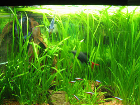 &copy; Zierfischfreunde Immenhausen-Holzhausen EPALZEORHYNCHOS BICOLOR